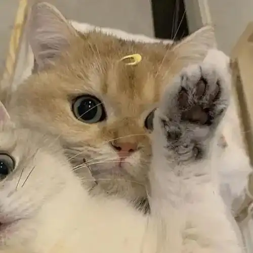 情侣头像超可爱的猫猫情头