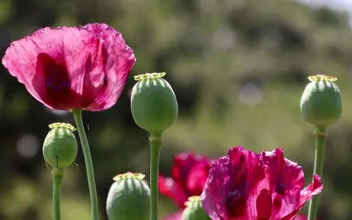 清新唯美罂粟花图片桌面壁纸