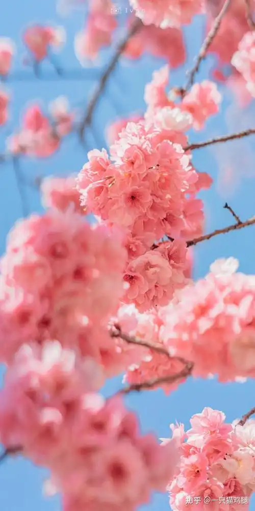 带你看全网最好看的樱花