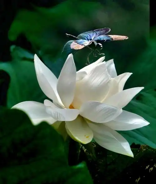 (紫丁香)荷塘趣事蜻蜓百态