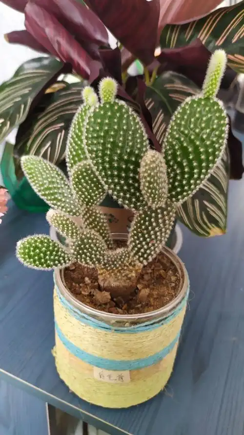 白毛掌的养殖方法和注意事项 - 花百科