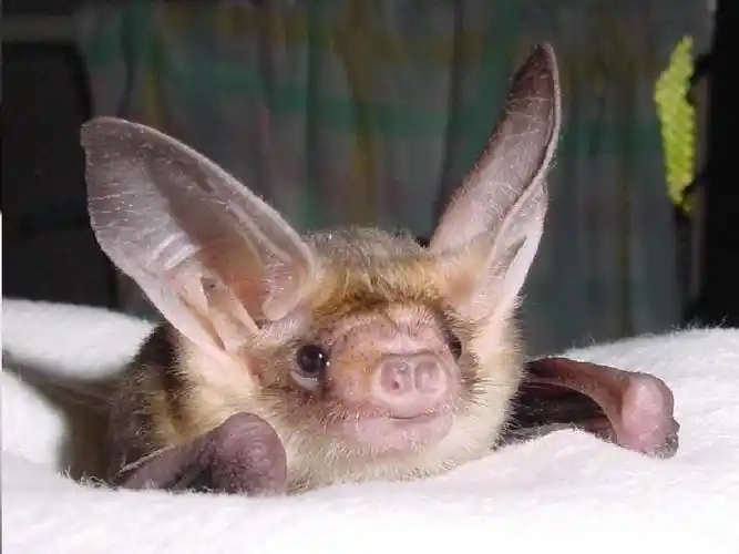 为什么蝙蝠脸不像老鼠反而像小狗? - 知乎