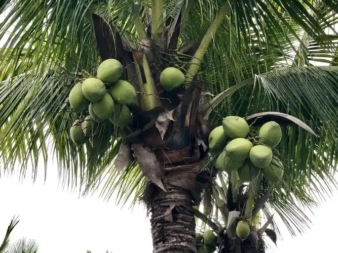 三亚风光.海南的标志椰子树