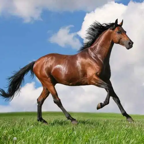 马到成功154505277头像