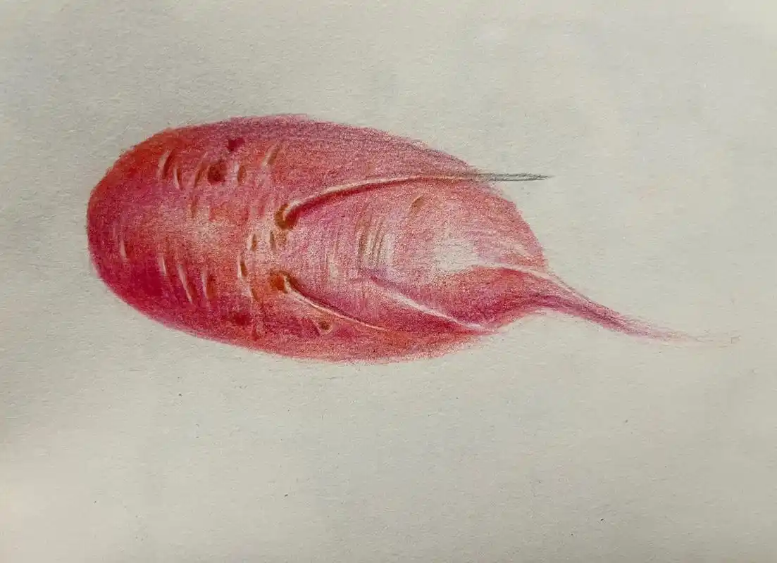 画画 #彩铅手绘 #萝卜 #彩铅 彩铅水萝卜作业 - 抖音