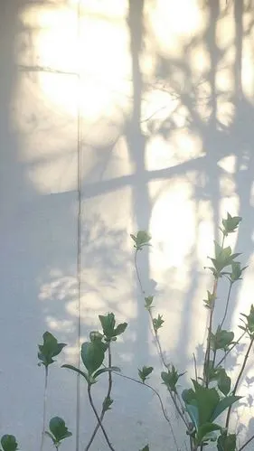 超级好看的壁纸头像朋友圈背景图噢