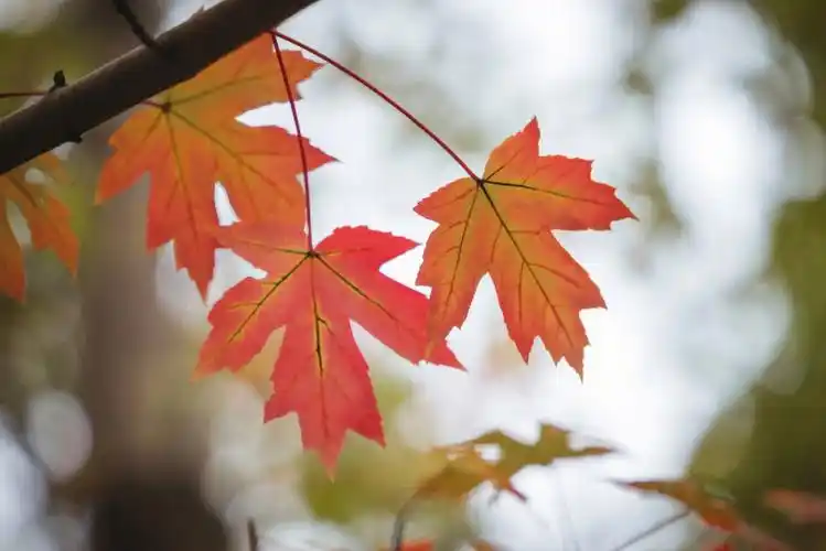 蓝色的小鸟92,(我没有专门大鸟设备91),还有难得看到的红色的枫叶