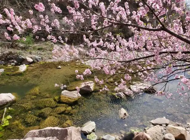 周末游天宫蟠桃园里桃花开春日胜景美如画