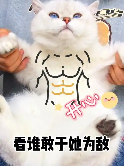 腹肌猫咪快保护我78我家猫主子为我举大旗了