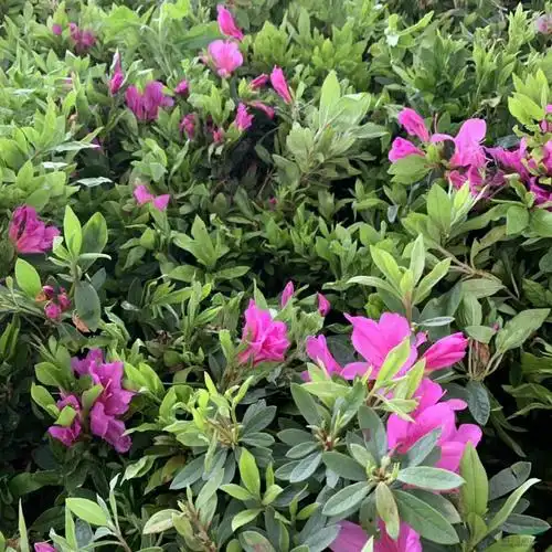 毛杜鹃 鲜艳杜鹃 基地直销 量大价优价格_供应_图片