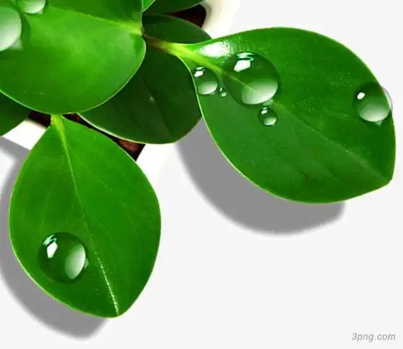晶莹绿色水滴png素材透明免抠图片-装饰效果