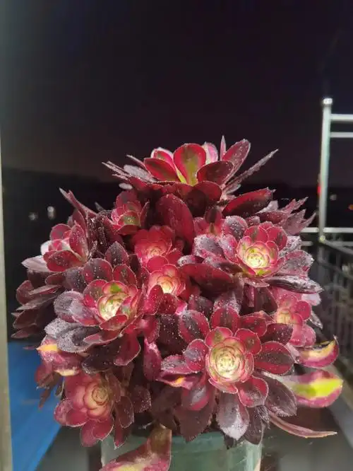 香奈儿,粉女巫,圣诞节锦,欧佳丽,红颜,美杜莎,潘帕斯,洛神法师的名字