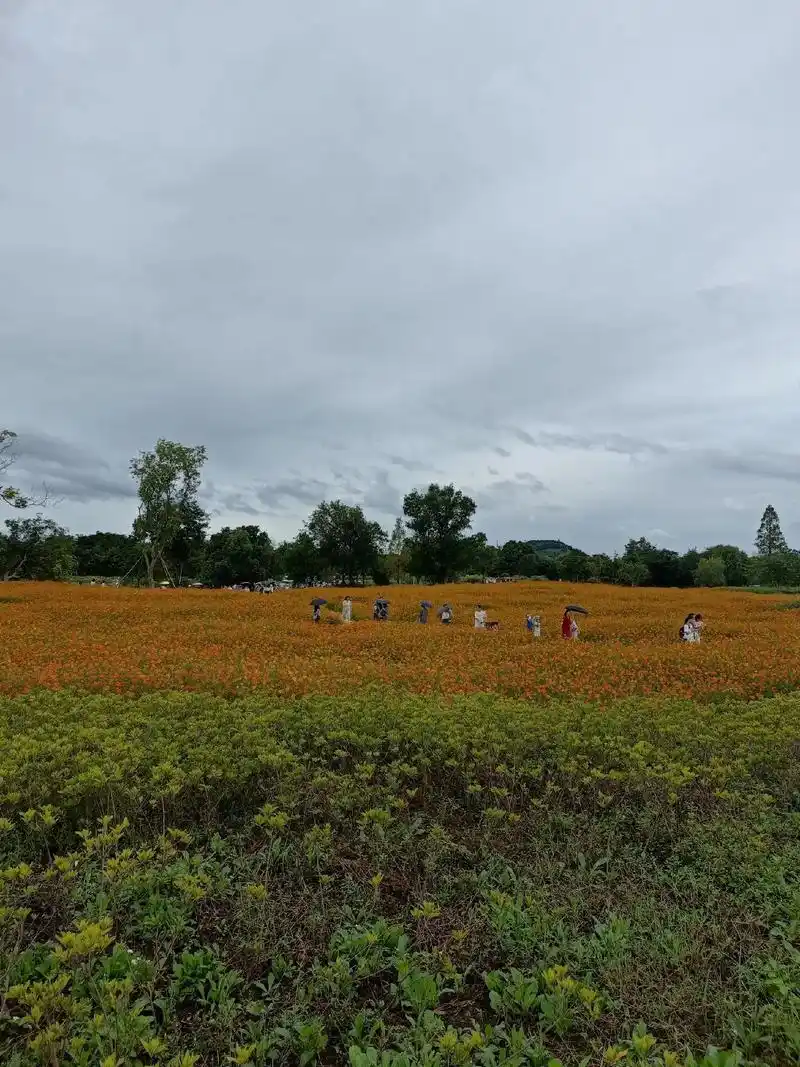 带你看看花花草草 #享受大自然 #治愈系风景 良渚 - 抖音