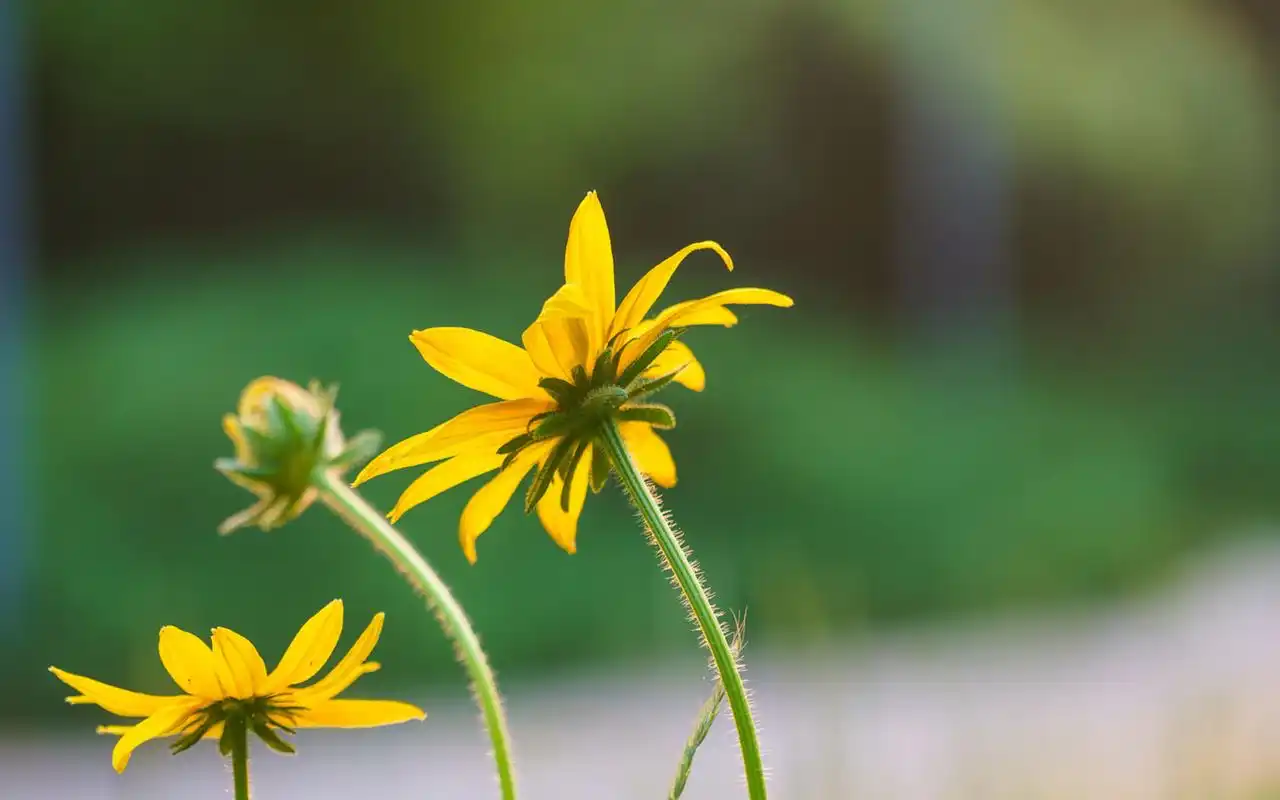 小清新植物花卉高清桌面壁纸