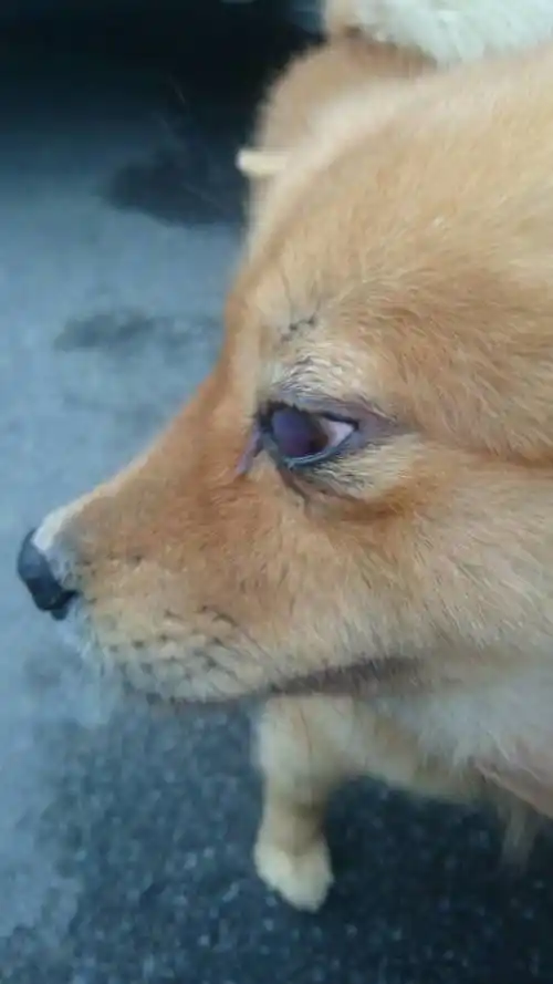 有没有兽医朋友帮忙看看狗狗眼是怎么了?眼上面有一层白色的膜,眼球都