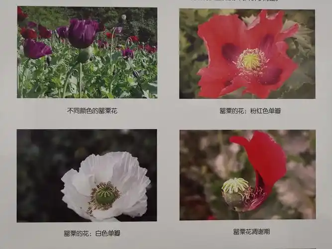 不同颜色的罂粟花