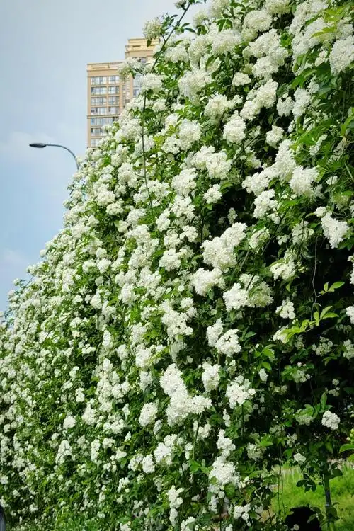 七里香很有夏天的感觉##带着微博去旅行##春游季