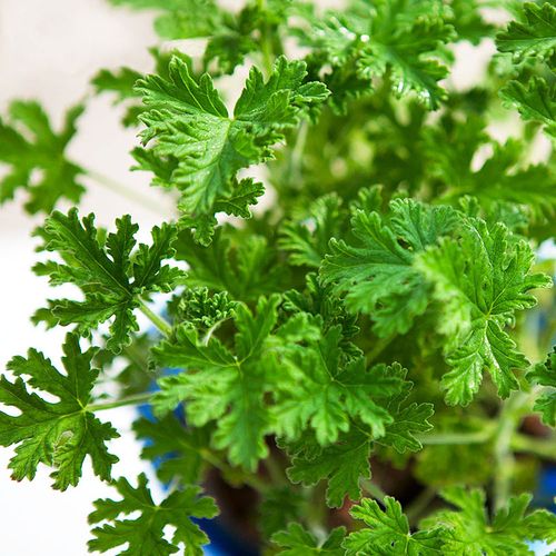 香草植物驱蚊草苗室内盆栽花苗神奇驱蚊夏季不在怕蚊子咬观叶花卉