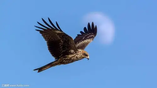 掀起黑色的风暴 (二) 飞得再高再远 也离不开大地的 供养 (三) 鹰的