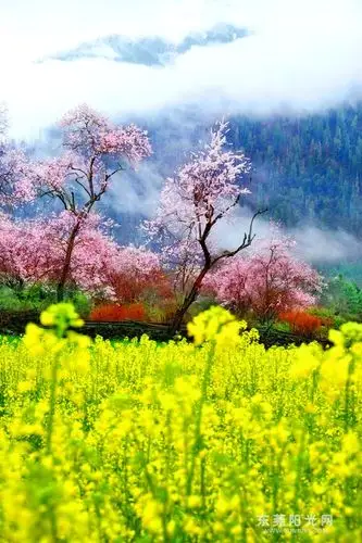 林芝印象 十里桃花霞满天