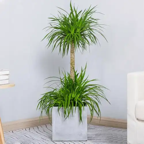 怡雅香龙龙血盆栽客厅甲醛招财网红绿植龙须兰大型绿植