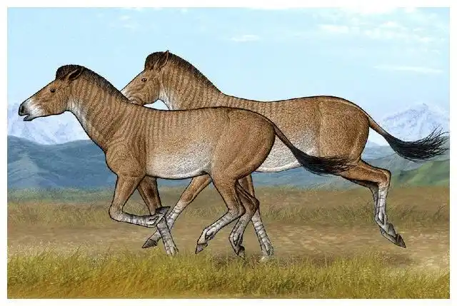 马是如何进化的作为人类的朋友它们是如何被驯化的