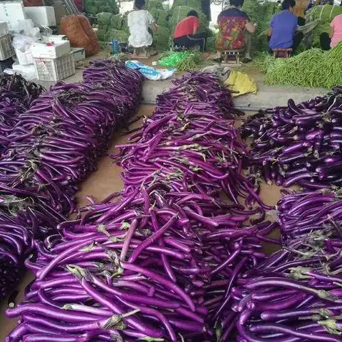 福建省漳州市平和县702茄子 20~30cm 长茄