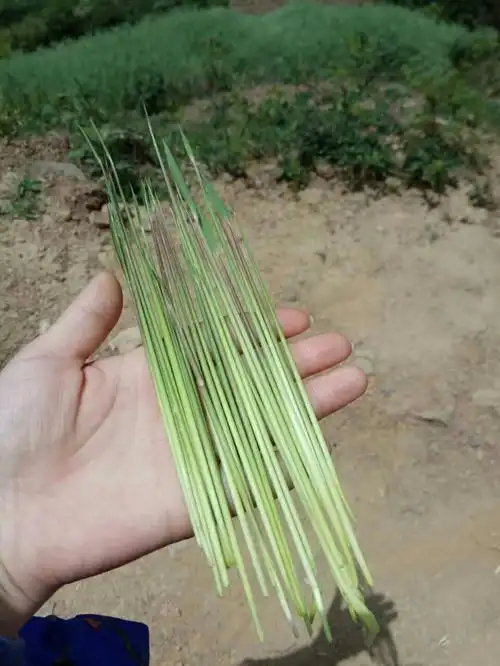 四川省达州市万源市万兴路靠近星星幼儿园