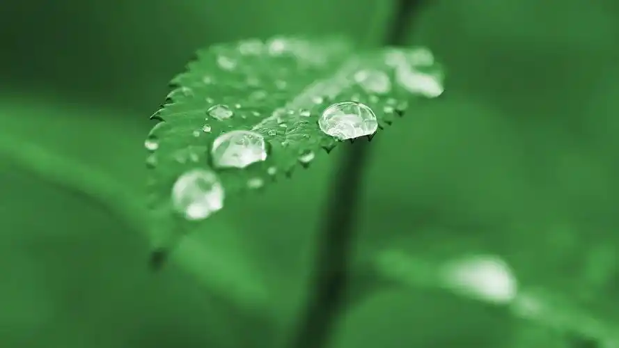 桌面壁纸 植物壁纸 清新绿色护眼绿叶露珠桌面壁纸下载 1920_1080手机