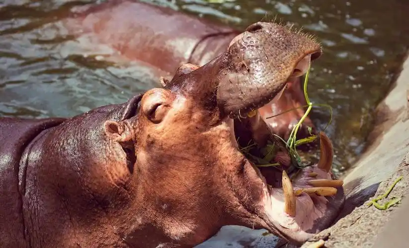 河马的秘密-也许可以帮助我们重新看待世界_动物_人类_生命