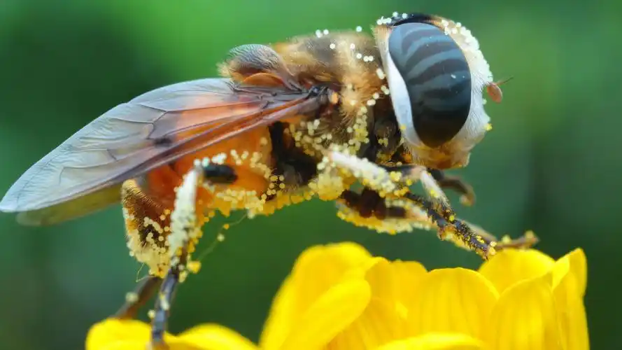 花蕊上忙碌的小蜜蜂壁纸图片
