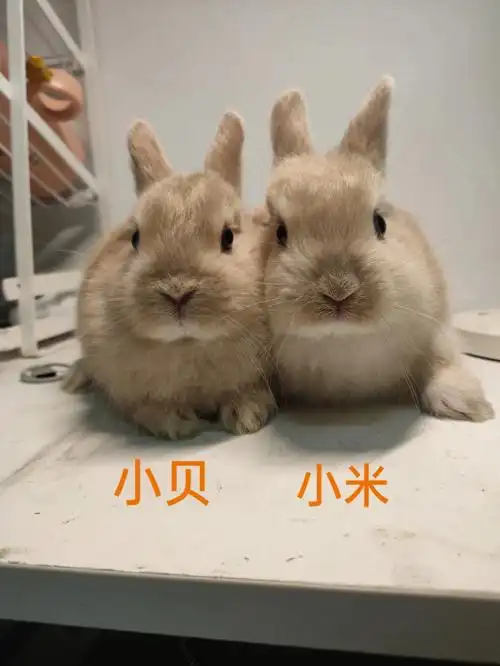 7只小兔找新家一个半月兔宝宝