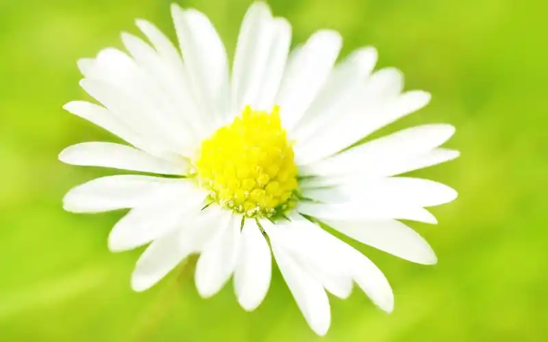 > 清新淡雅唯美花卉高清特写桌面壁纸(1920x1080)