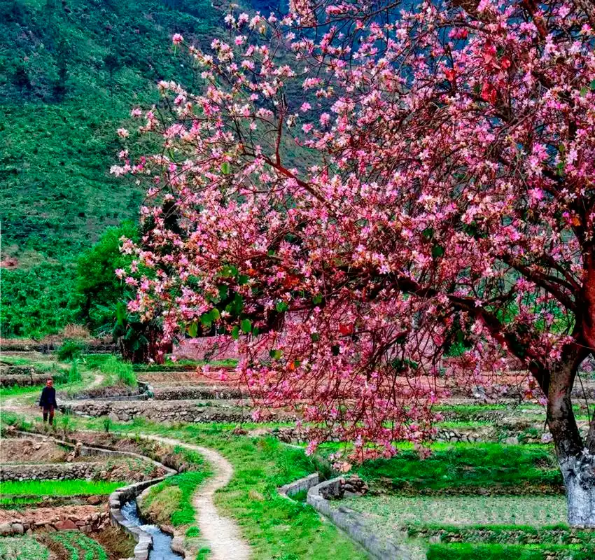 美到勾起乡愁!一组如诗如画的河源春景图,带你穿越到儿时的故乡