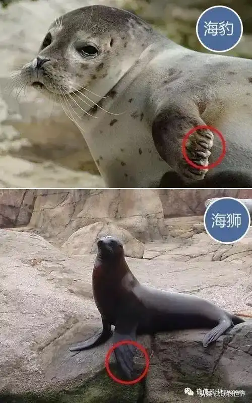 海豹与海狮傻傻分不清?看这5张图就够了
