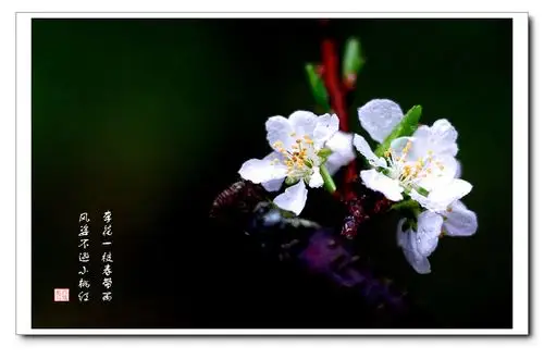 李花一枝春带雨