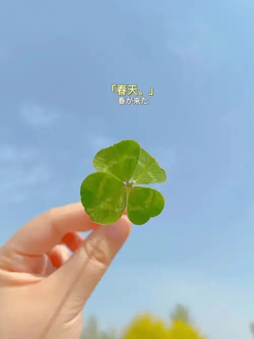 幸运哦在河边走着走着发现了四叶草