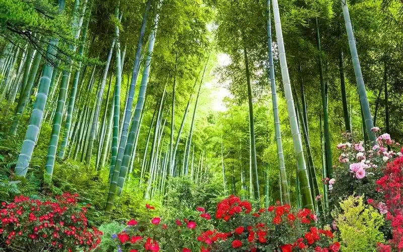 竹林竹子田园风景3d4d立体墙纸电视背景墙客厅卧室无缝壁画壁纸布优惠