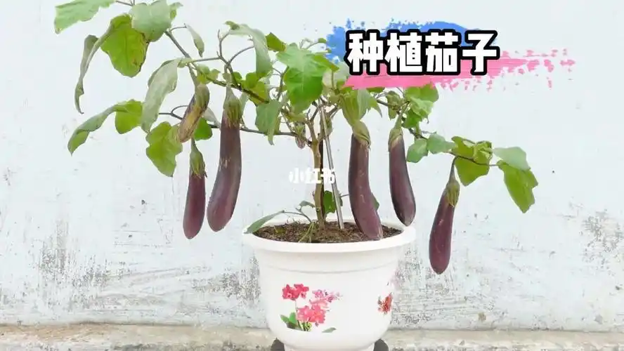 教你一个种植茄子的好方法