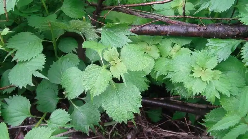 日月峡中草药香茶菜