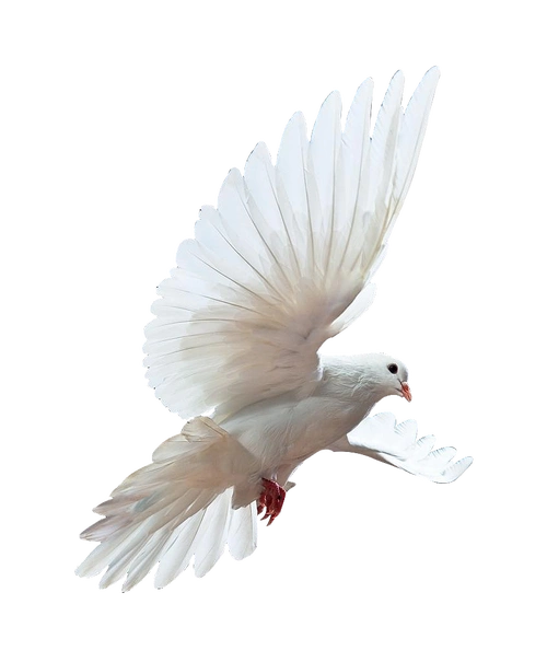 ps钢笔抠图赏析