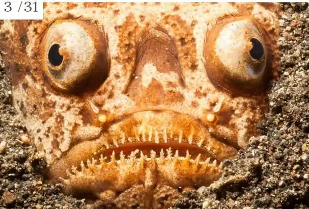 地球上长得最奇怪的10种动物(世界上最奇怪的30种动物)(3)