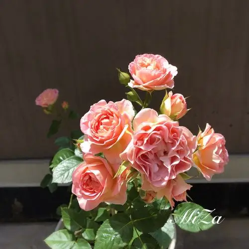 月季--小魔女甜心