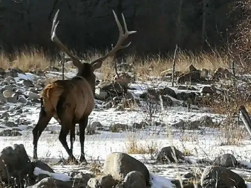 天山马鹿鸣天山(张云才文/图)