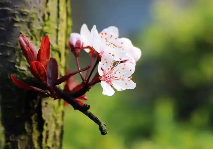 小区里面的花多种多样,一到春天,百花竟放,满园春色