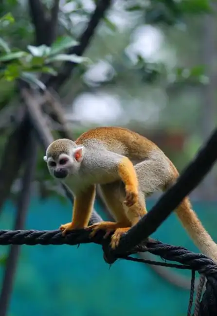 动物园里的几个小家伙