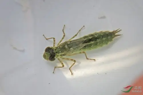 蜻蜓稚虫水虿