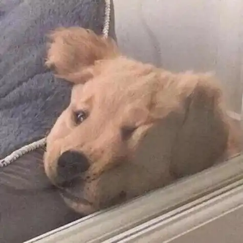 动物头像沙雕搞笑表情包