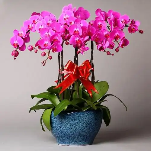 1,5种"旺财花",不晒太阳也能开花,养在房间里,寓意吉祥顺利