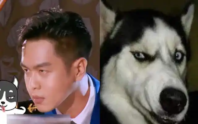 "哈士奇"这个称号最初是来自张若昀主演的电视剧《九州天空城》.